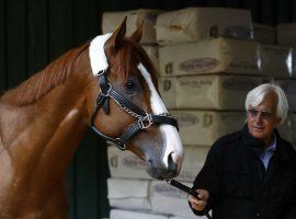 Trainer Bob Baffert walks Kentucky Derby champion Justify around the Pimlico barn ahead of Saturday’s Preakness. (Image: Patrick Semansky/AP)