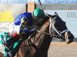 Cutting Humor getting last laugh in New Mexico Kentucky Derby prep. (Image: Coady Photography)