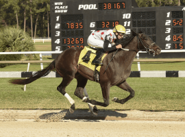 Win Win Win expected favorite in Tampa Bay Derby. (Image: SV Photography)