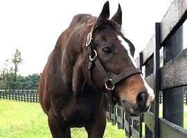 A.P. Indy won eight races in 11 starts, including the 1992 Belmont Stakes. But his stallion career was one of the most impressive in the annals of thoroughbred racing.
(Image: WKYT)