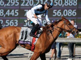 Sharing and jockey Manny Franco took home the Breeders' Cup Juvenile Fillies Turf last year. Trainer Graham Motion will be even more excited should she win Saturday's Royal Ascot Coronation Stakes. (Image: Horsephotos.com)