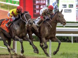 Caracaro (left) finished second to Country Grammer in the Peter Pan Stakes in July. Caracaro was scratched from the Kentucky Derby Friday after suffering apparent ligament damage during a workout. (Image: Skip Dickstein/Times Union)