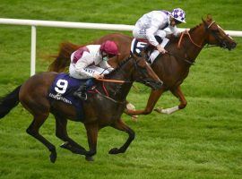 Jockey Chris Hayes and He Knows No Fear (9) nipped 7/5 favorite Agitare and Kevin Manning at the Leopardstown finish line. He Knows No Fear's stretch drive rewarded nervy bettors wagering on the 300/1 long shot. (Image: David Fitzgerald/SportsFile)