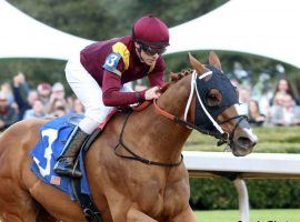 Whitmore, seen here winning his fourth consecutive Hot Springs Stakes, goes for his second Forego Stakes title in three years Saturday. (Image: Coady Photography)