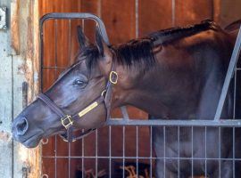 A broken bone in her right fetlock means Champion mare Midnight Bisou has her eyes on retirement now.  (Image: Skip Dickstein/For the Albany Times Union)