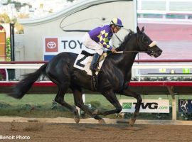 Midcourt's last victory came in February's San Pasqual Stakes. He is odds-on to repeat as Native Diver Stakes champion. (Image: Benoit Photo)