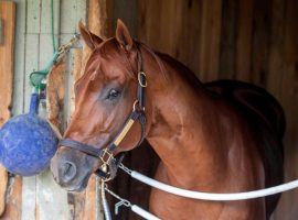 Vekoma sprinted to 3/1 favorite status in the Breeders' Cup Sprint. But the 4-year-old scratched from Saturday's race due to a fever. (Image: Skip Dickstein/Albany Times Union)