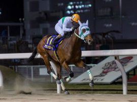 Alain Barows seized the Japan Road to the Kentucky Derby lead with his Zen-Nippon Nisai Yushun victory earlier this month. The undefeated colt debuted on Circa Sports' Derby Futures Board at 55/1. (Image: Tomoya Moriuchi/Horsephotos.com)