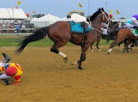 Bodexpress became a YouTube sensation for dumping jockey John Velazquez at the start of the 2019 Preakness Stakes. But the horse matured into a Grade 1 winner before his sudden retirement. (Image: John McDonnell/Washington Post via AP)