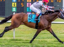 Factor This won the Muniz Memorial Classic at Fair Grounds in record time. He's looking for his fourth Grade 2 win in as many tracks at Saturday's Grade 2 Fort Lauderdale Stakes. (Image: Lou Hodges/Hodges Photography)