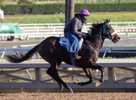 Parnelli makes his fifth career start in Saturday's Sham Stakes at Santa Anita. He hasn't missed the board in his previous four: a win and three seconds. (Image: Zoe Metz Photgraphy)