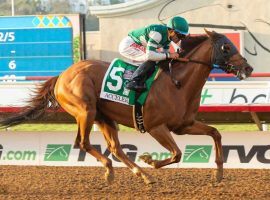 Accelerate won the Pacific Classic by 12 1/2 lengths. Along with winning the Santa Anita Handicap and Gold Cup, this would have brought a $1 million bonus 
under a new program from Santa Anita and Del Mar. (Image: Lane's End Farm)