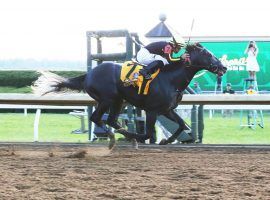 Knicks Go brings a four-race winning streak into the $20 million Saudi Cup. (Image: Coady Photography/Keeneland)