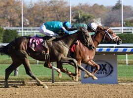 Known Agenda (inside) beat Greatest Honour in this November maiden special weight at Aqueduct. He returns to Derby prep action this weekend in the Withers Stakes at Aqueduct. (Image: Coglianese Photo)