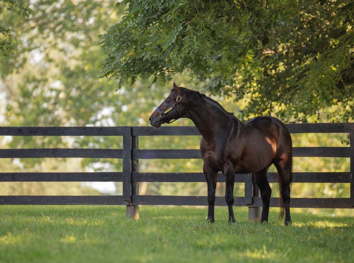 Prolific sire Malibu Moon dies