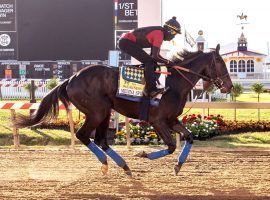 It's been a wild week for Kentucky Derby winner and Preakness Stakes morning-line favorite Medina Spirit. But the colt has no idea what controversy is. (Image: Maryland Jockey Club)