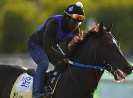 Midnight Bourbon could be one of only two horses to run all three 2021 Triple Crown races.(Image: AP Photo)