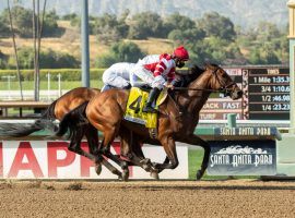 Royal Ship brings the best last-out Beyer Speed Figure, a 108, from this Grade 2 Californian victory. He is the 5/2 co-second favorite in Monday's Grade 1 Hollywood Gold Cup at Santa Anita Park. (Image: Benoit Photo)