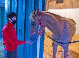 Japan-based France Go de Ina settled into his Pimlico stall last Saturday night. He'll be the first Japan-based horse running the Preakness Stakes since 2016. (Image: Jerry Dzierwinski/Maryland Jockey Club)