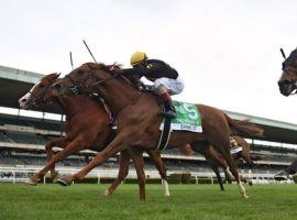 Channel Cat (inside) held off charging rival Gufo to win his first Grade 1: the Man o' War Stakes at Belmont Park. With trainer Jack Sisterson's proclivity for upsets, he could deliver nice value in Saturday's Grade 2 Bowling Green at Saratoga. (Image: Coglianese Photos)