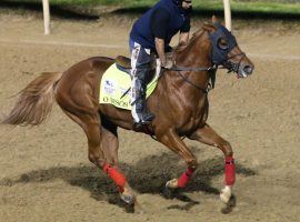 O Besos won't take on rival Fulsome in next week's Indiana Derby after trainer Greg Foley found something amiss in a workout. (Image: Coady Photography/Churchill Downs)