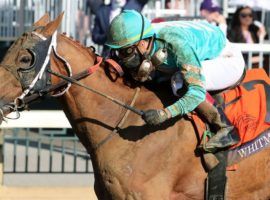 The temperamental Whitmore in one of his more gentle moments, right after he and Irad Ortiz Jr. won the Breeders' Cup Sprint last November at Keeneland.(Image: Coady Photography)