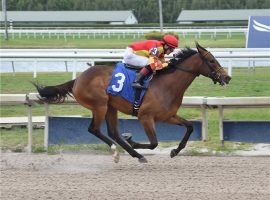 Grade 1 winner Dayoutoftheoffice suddenly retired from racing Wednesday. She won three of her six career races, including two graded stakes. (Image: Lauren King)