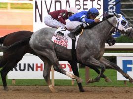 Essential Quality won the Aug. 28 Travers Stakes for his fifth victory in six 2021 races. That race serves as his prep for the Nov. 6 Breeders' Cup Classic at Del Mar. (Image: Susie Raisher/NYRA)