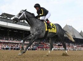 Knicks Go's 4 1/2-length victory in August's Grade 1 Whitney at Saratoga set him up to run Saturday's Grade 3 Lukas Classic as a tune-up for the Breeders' Cup Classic. (Image: NYRA)