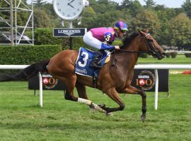 War Like Goddess captured her third consecutive graded-stakes with this commanding victory in the Grade 2 Glens Falls. She goes for her first Grade 1 score in Saturday's Flower Bowl Invitational. (Image: Coglianese Photos/NYA)