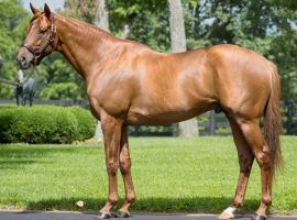 It now costs 2 1/2 times more to breed a mare or filly to 2017 Horse of the Year Gun Runner. He is off to a promising stallion career, based on five graded stakes wins among his juvenile progeny. (Image: Three Chimney Farm)