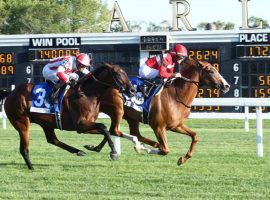 This battle of geldings went to Two Emmys (back), who nipped Domestic Spending in the final Mr. D Stakes at Arlington Park. Two Emmys won't go off near his 27/1 price in Friday's Grade 3 Sycamore at Keeneland. (Image: Coady Photography)