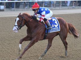 After his 102 Beyer Speed Figure-clocking victory in the Grade 1 Champagne Stakes, Jack Christopher figures to take a lot of money in Friday's Breeders' Cup Juvenile. Can he navigate two turns to pay off bettors backing him at low odds? (Image: Joe Labozzetta/NYRA Photos)