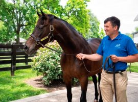 Go for Gin was the oldest living Kentucky Derby champion. He died Tuesday at the Kentucky Horse Farm at 31. (Image: Kentucky Horse Park)