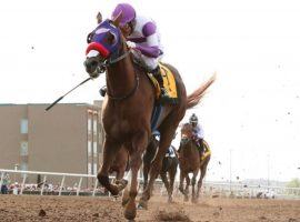 Slow Down Andy ran away from his rivals in Sunday's Grade 3 Sunland Derby. The California-bred colt will try giving Doug O'Neill his third Kentucky Derby win since 2012. (Image: Coady Photography)