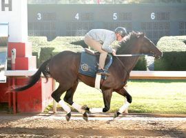 We the People won his first two races by nearly 11 lengths. He is an intriguing 7/2 morning line choice in Saturday's Arkansas Derby. (Image: Coady Photography)