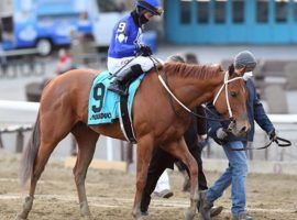 Morello, seen here after winning the Grade 3 Gotham in March, won't run in the Kentucky Derby after suffering a foot injury during the Wood Memorial two weeks ago. (Image: Coglianese Photos/Dom Napolitano)