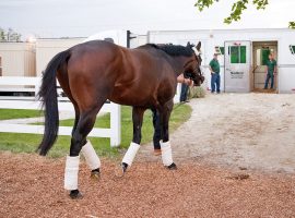 Early Voting exits Pimlico Race Course Sunday, heading back to New York -- but not for the June 11 Belmont Stakes. The Preakness winner will run next in one of the summer sophomore preps. (Image: Maryland Jockey Club)