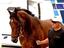 Epicenter arrives at Pimlico as the most complete contender for the 147th Preakness Stakes. (Image: Jim McCue/Maryland Jockey Club)