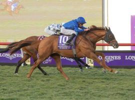 Yibir clinched his Eclipse Award for Male Turf Horse of the Year with this clutch victory in the Breeders' Cup Turf. He is the one to watch in Saturday's Grade 1 Man o' War at Belmont Park. (Image: Benoit Photo)