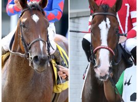 Bell's the One (L) and Sconsin renew their sprinting rivalry in Saturday's Grade 3 Chicago Stakes, which moves from the last Arlington Park to Churchill Downs. (Image: Coady Photography)