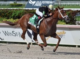 Champion sprinter Ce Ce returns to defend her title in the Grade 2 Princess Rooney Invitational. THe 6-year-old mare is the 4/5 favorite to repeat. (Image: Gulfstream Park)