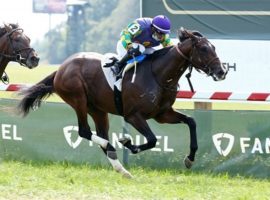 Dowagiac Chief broke his maiden in this Kentucky Downs maiden special weight. He is one of the favorites for the marquee Mystic Lake Derby at Canterbury Park's Northern Stars Turf Festival Wednesday. (Image: Coady Photgraphy)