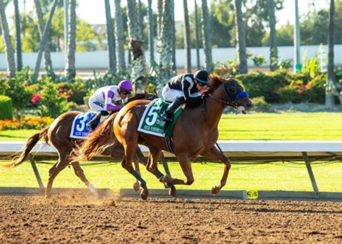 High Connection-Los Al Derby wrap