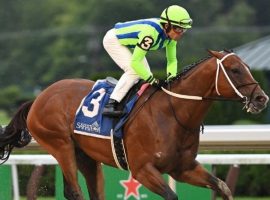 Jackie's Warrior won last year's Amsterdam by 7 1/4 lengths. He's the prohibitive favorite to win his fifth Grade 1 and fifth Saratoga outing at the Vanderbilt Handicap. (Image: NYRA Photo)